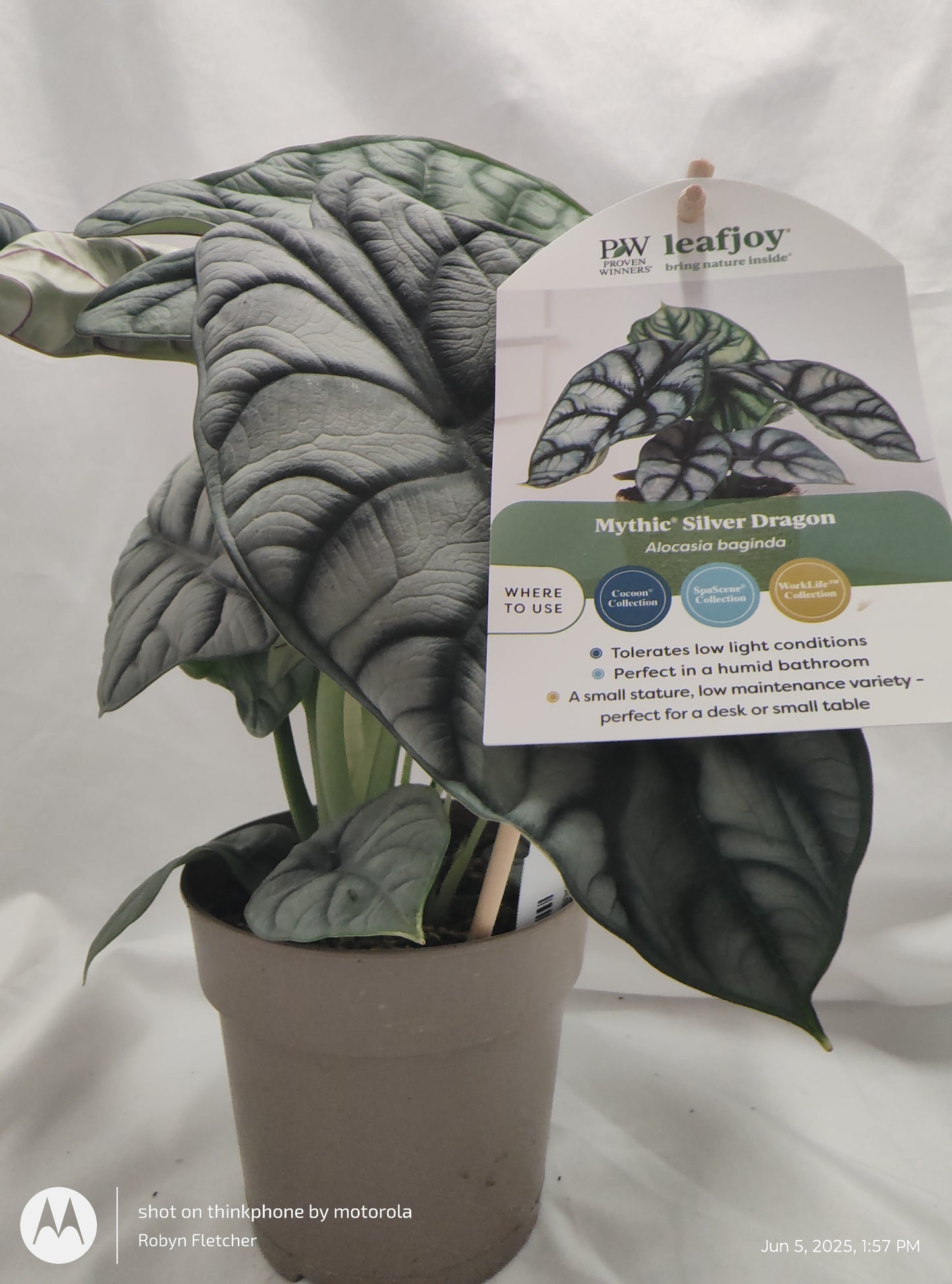 ALOCASIA SILVER DRAGON™ PROVEN WINNER 12CM