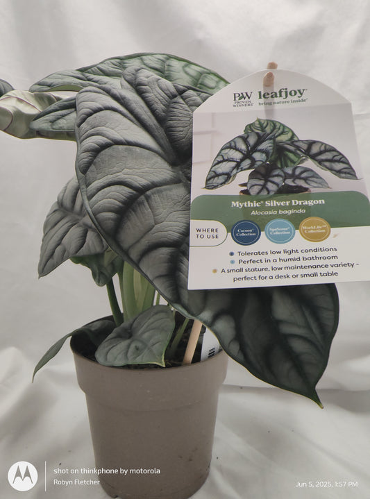 ALOCASIA SILVER DRAGON™ PROVEN WINNER 12CM