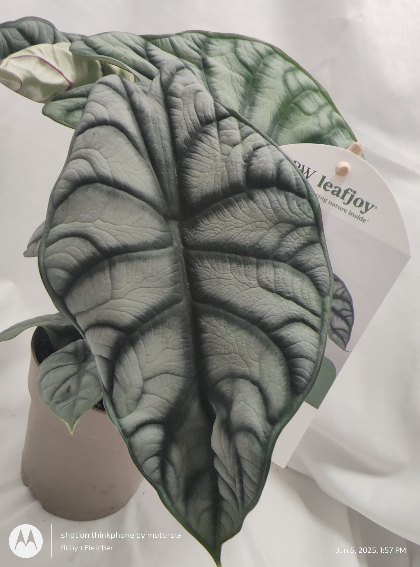 ALOCASIA SILVER DRAGON™ PROVEN WINNER 12CM