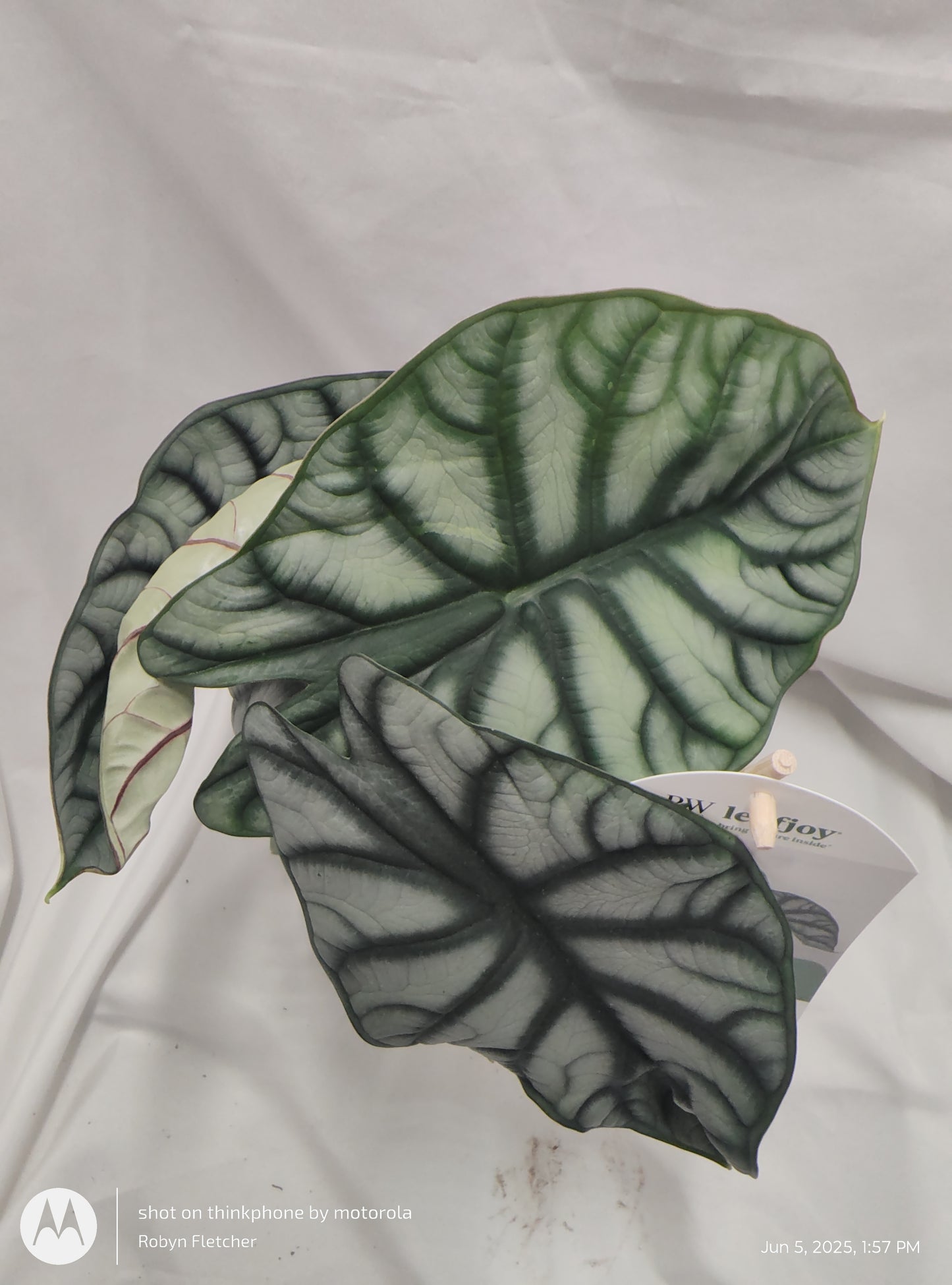ALOCASIA SILVER DRAGON™ PROVEN WINNER 12CM