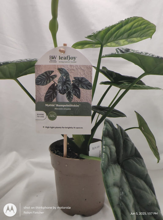 ALOCASIA RUMPELSTISKIN™ SINUATA PROVEN WINNER 12CM
