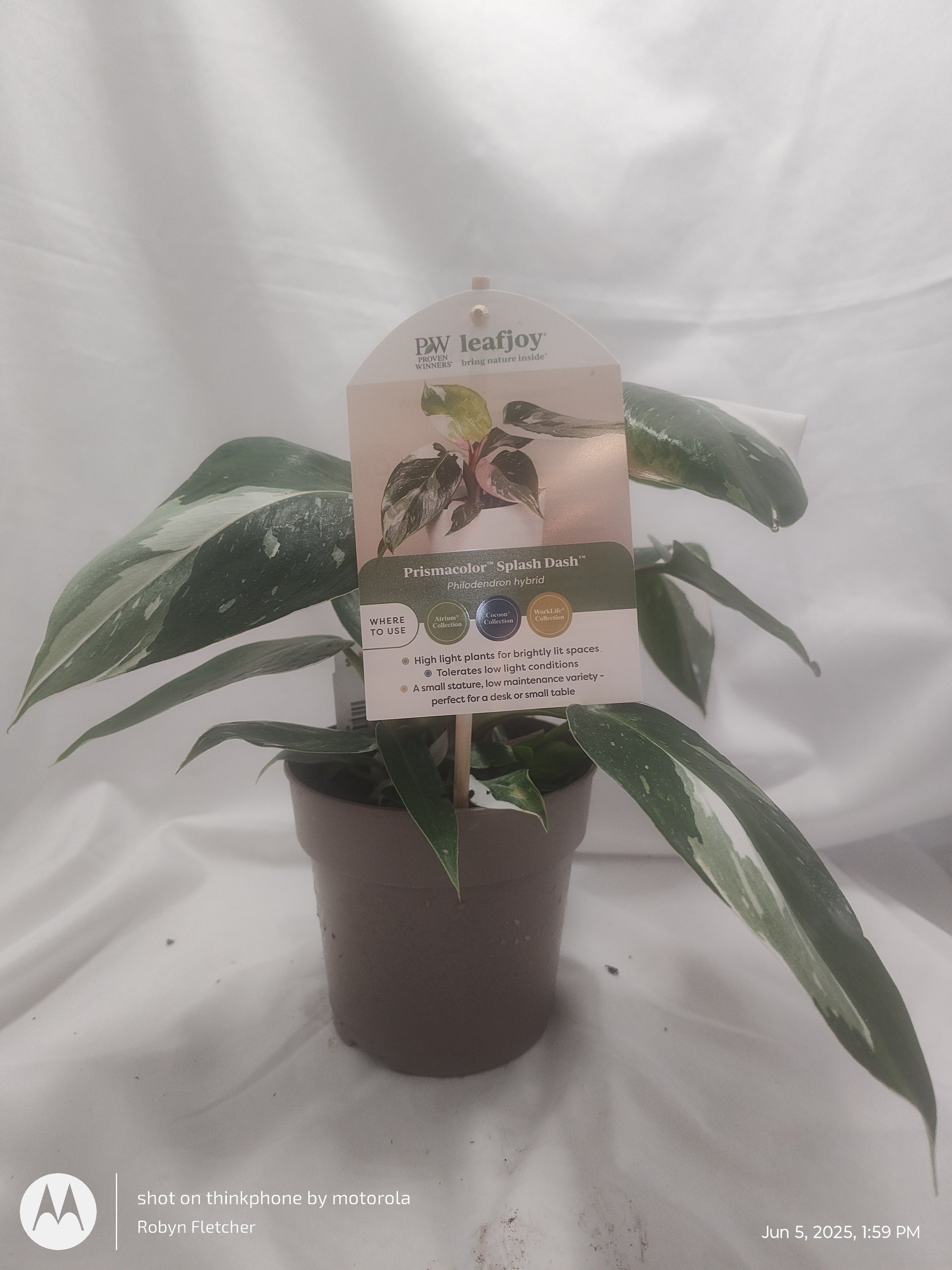 madison philodendron PHILODENDRON SPLASH DANCE™ WHITE PRINCESS PROVEN WINNER 12CM – Madison County Ace Garden Center