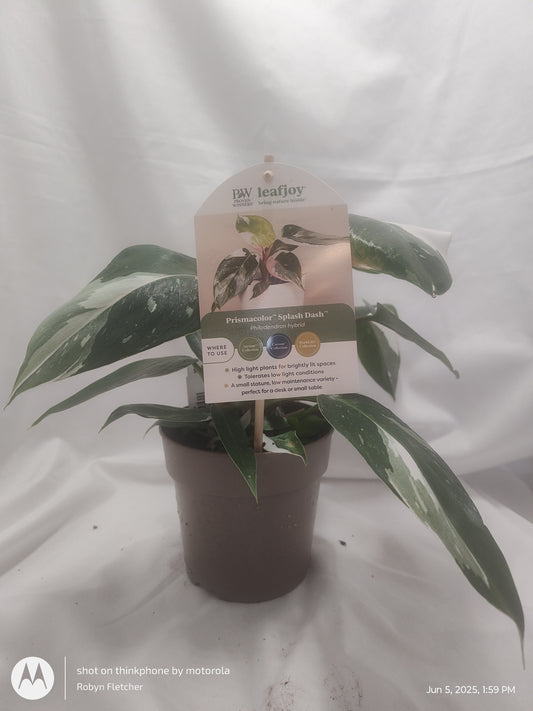 PHILODENDRON SPLASH DANCE™ WHITE PRINCESS PROVEN WINNER 12CM