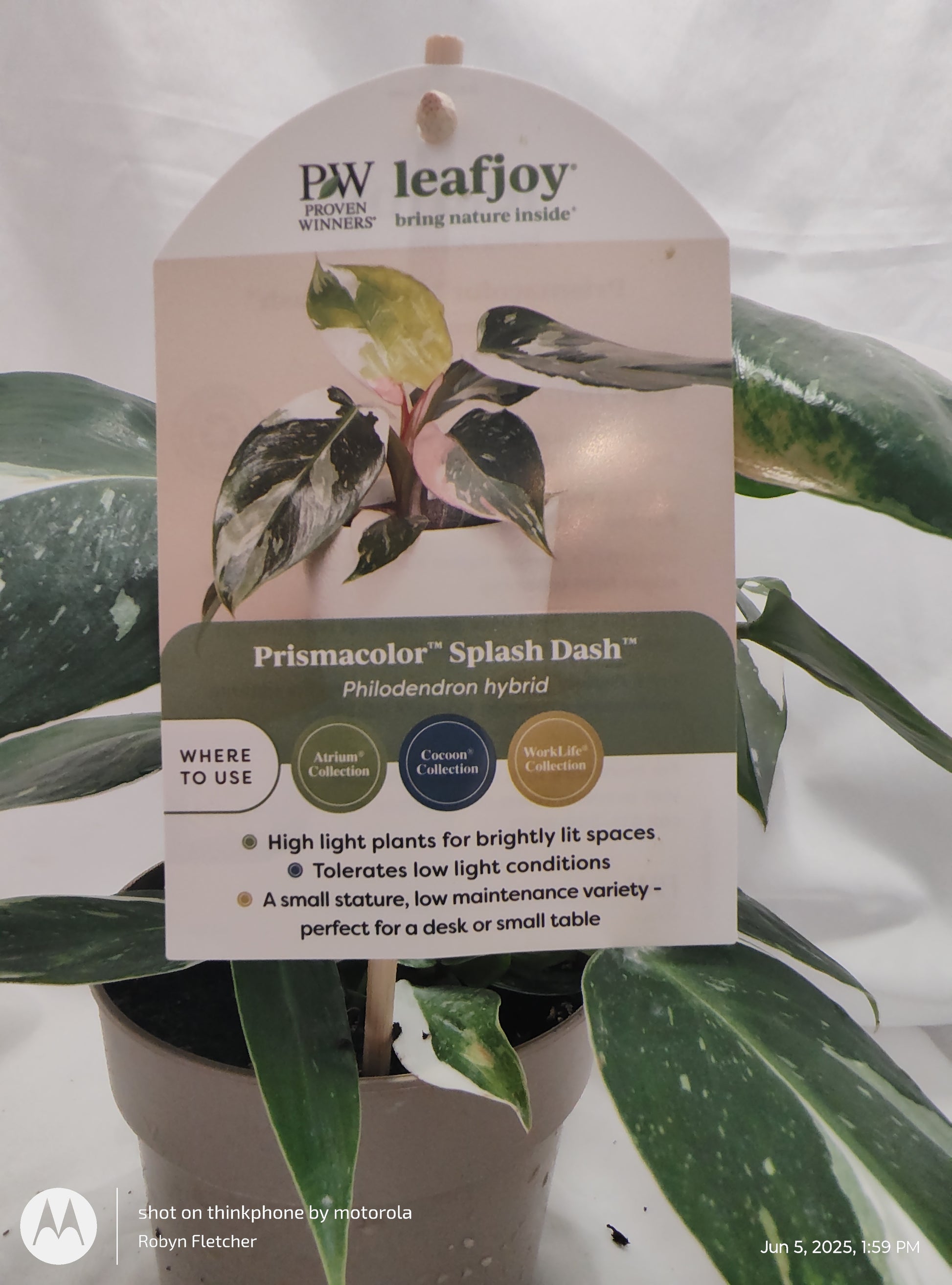 buy philodendron in madison PHILODENDRON SPLASH DANCE™ WHITE PRINCESS PROVEN WINNER 12CM – Madison County Ace Garden Center