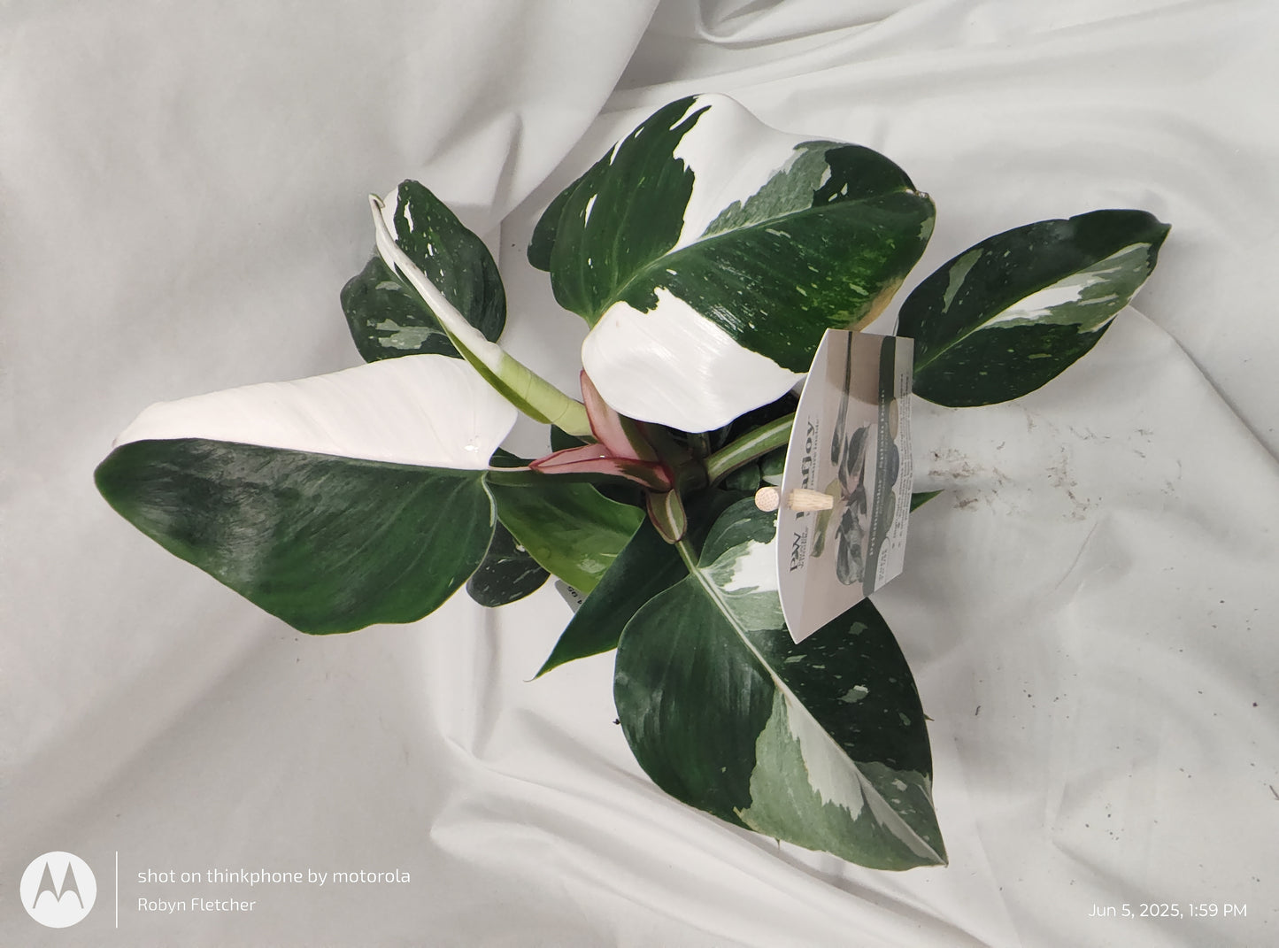 PHILODENDRON SPLASH DANCE™ WHITE PRINCESS PROVEN WINNER 12CM
