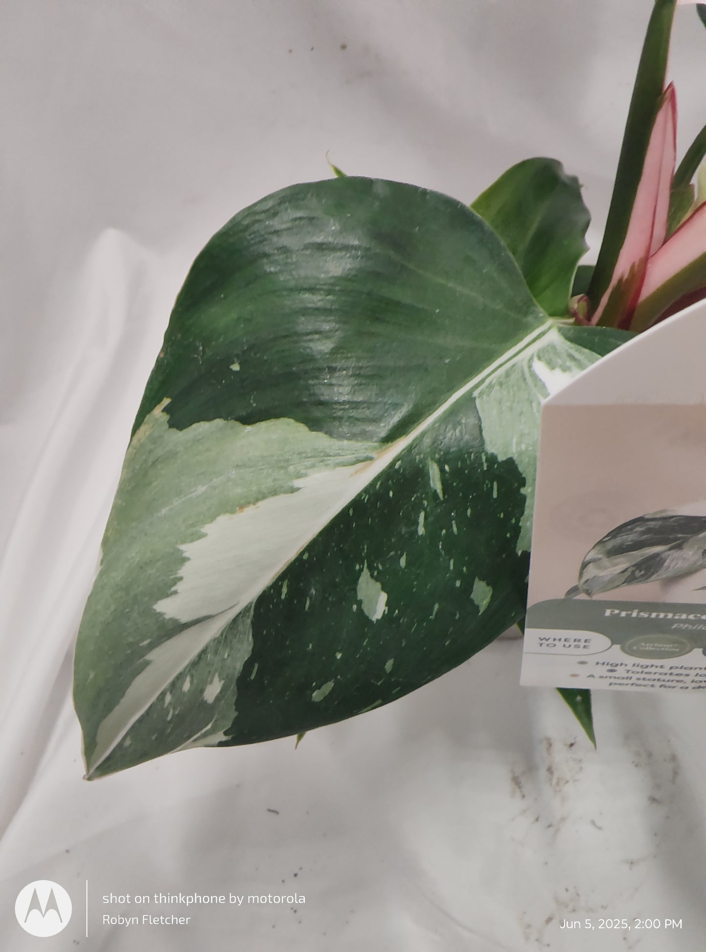 PHILODENDRON SPLASH DANCE™ WHITE PRINCESS PROVEN WINNER 12CM