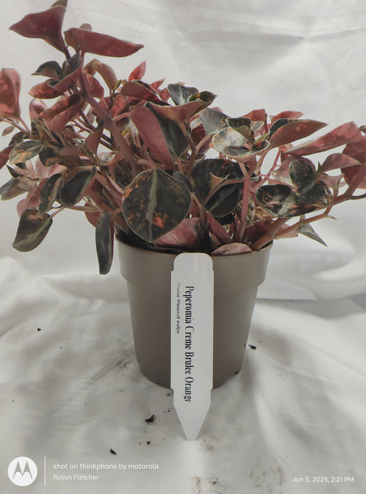 PEPEROMIA CREME BRULEE ORANGE™ PROVEN WINNER 12CM
