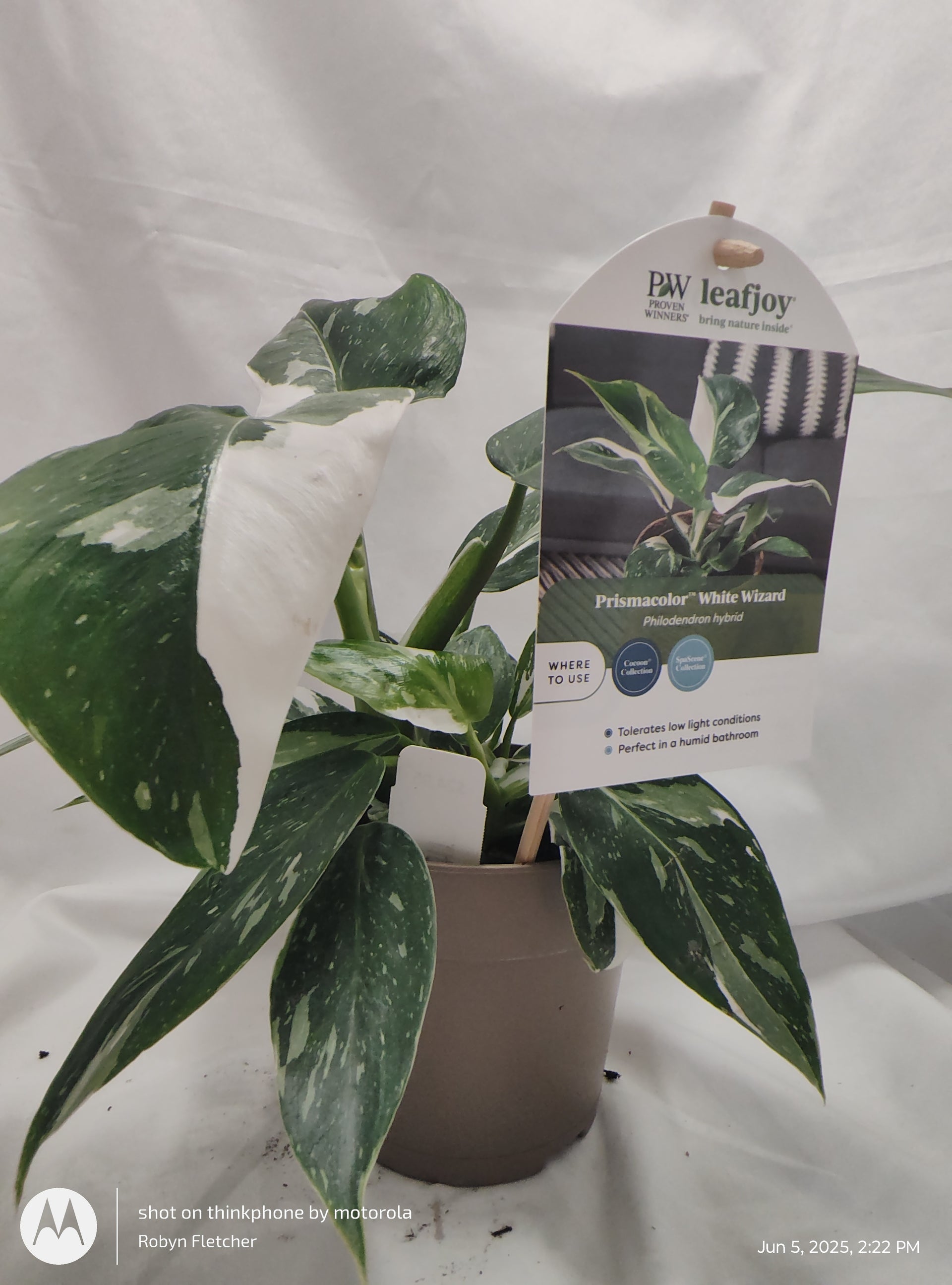 guiness record for philodendron PHILODENDRON WHITE WIZARD™ PROVEN WINNER 12CM – Madison County Ace Garden Center