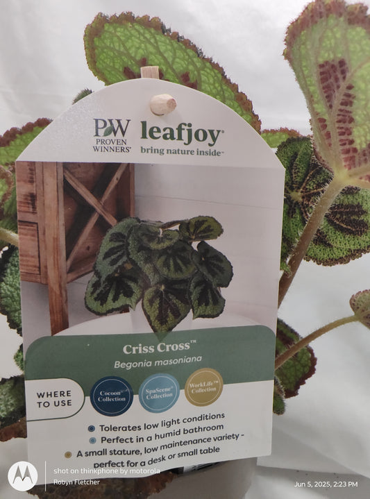 BEGONIA CRISS CROSS MOUNTAIN/ROCK™ PROVEN WINNER 12CM