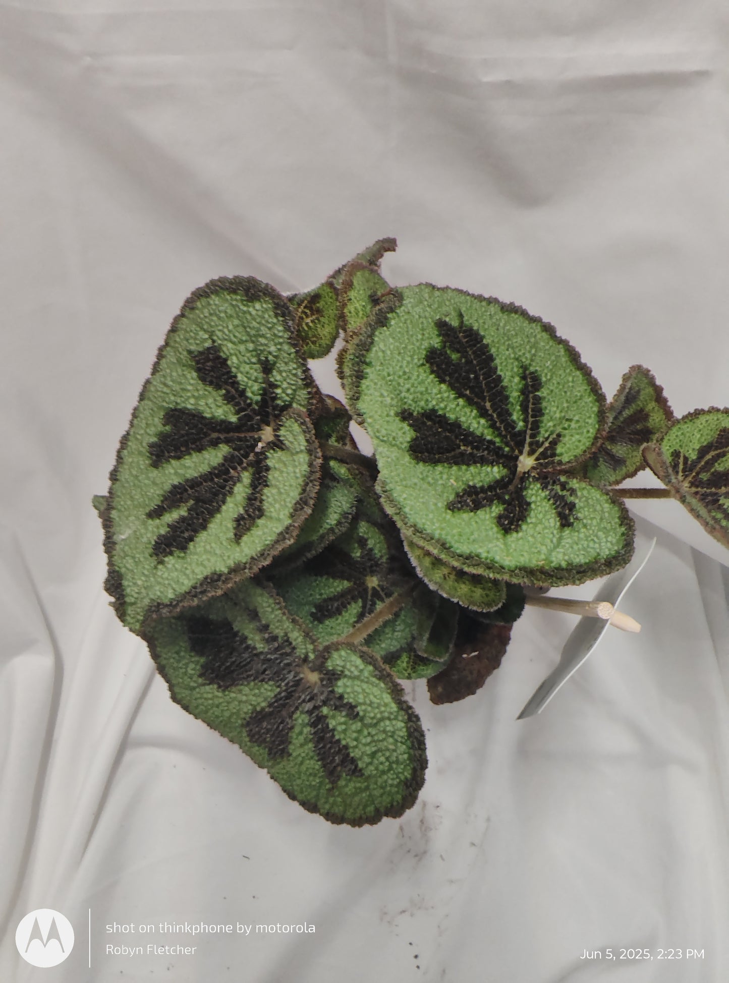 BEGONIA CRISS CROSS MOUNTAIN/ROCK™ PROVEN WINNER 12CM