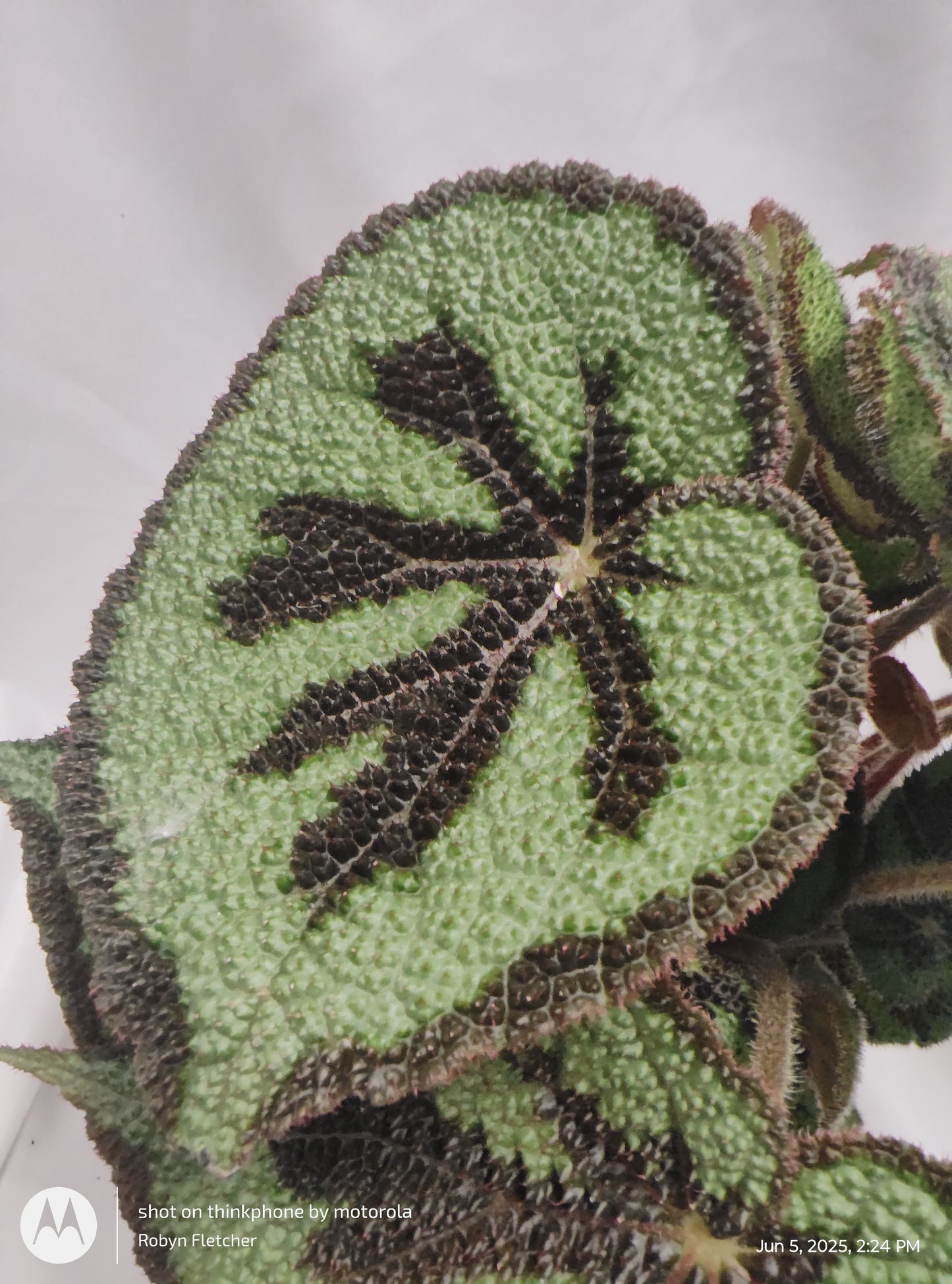 BEGONIA CRISS CROSS MOUNTAIN/ROCK™ PROVEN WINNER 12CM