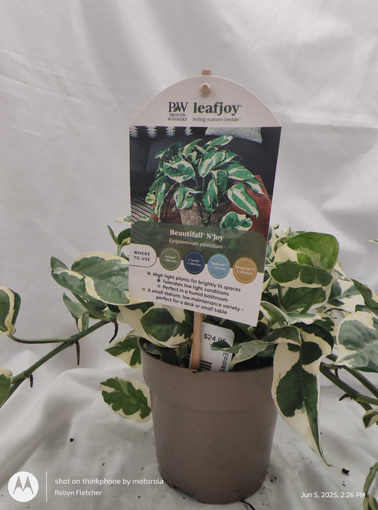 EPIPREMNUM NJOY™ PROVEN WINNER 12CM