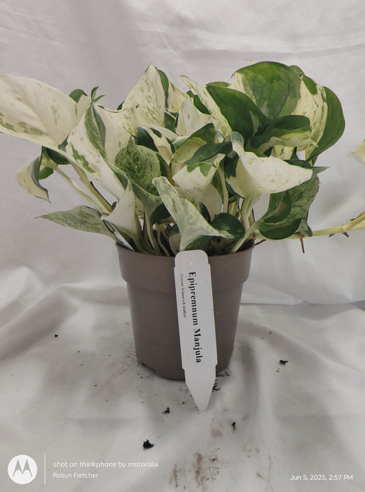 EPIPREMNUM MANJULA™ PROVEN WINNER 12CM
