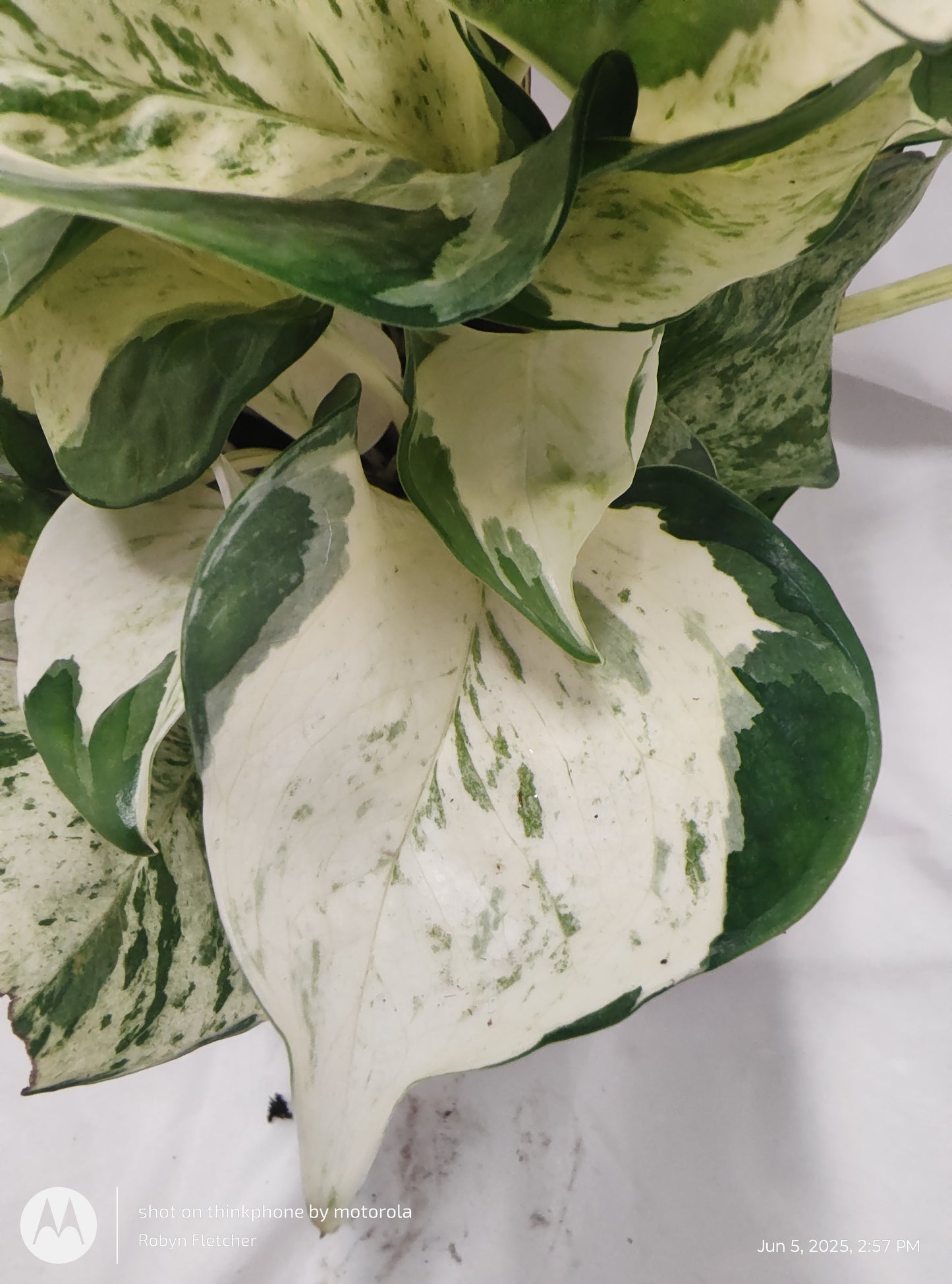 EPIPREMNUM MANJULA™ PROVEN WINNER 12CM