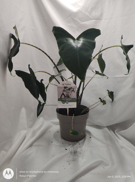 ALOCASIA JUNGLE MUSIC™ SIBERIAN TIGER PROVEN WINNERS 17CM