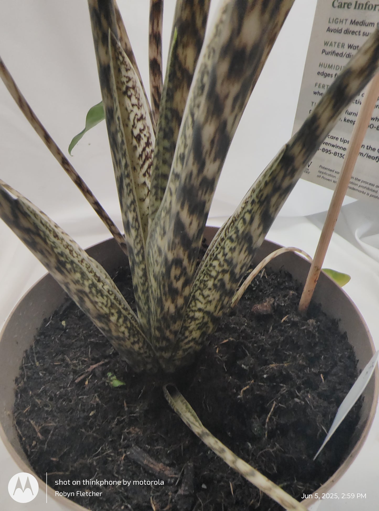 ALOCASIA JUNGLE MUSIC™ SIBERIAN TIGER PROVEN WINNERS 17CM