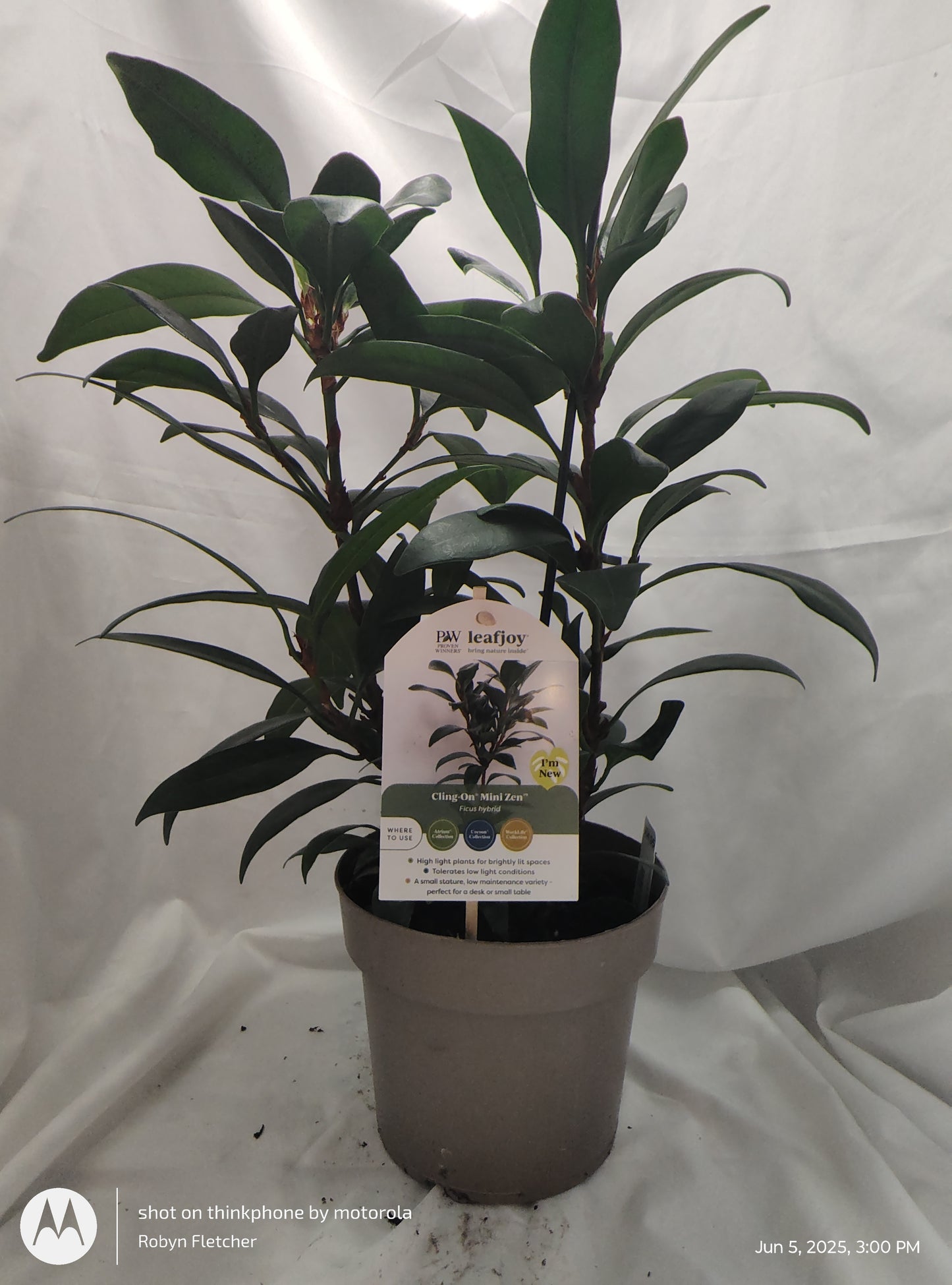 FICUS MINI ZEN™ CYATHISTIPULA MINI PROVEN WINNER 17CM