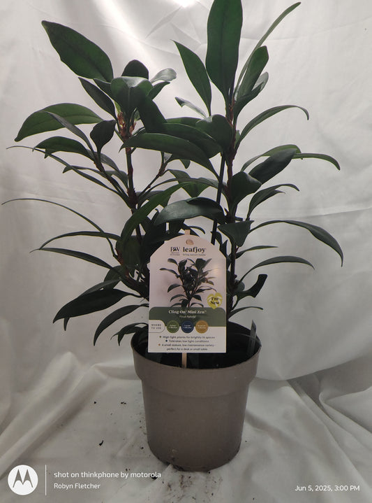 FICUS MINI ZEN™ CYATHISTIPULA MINI PROVEN WINNER 17CM