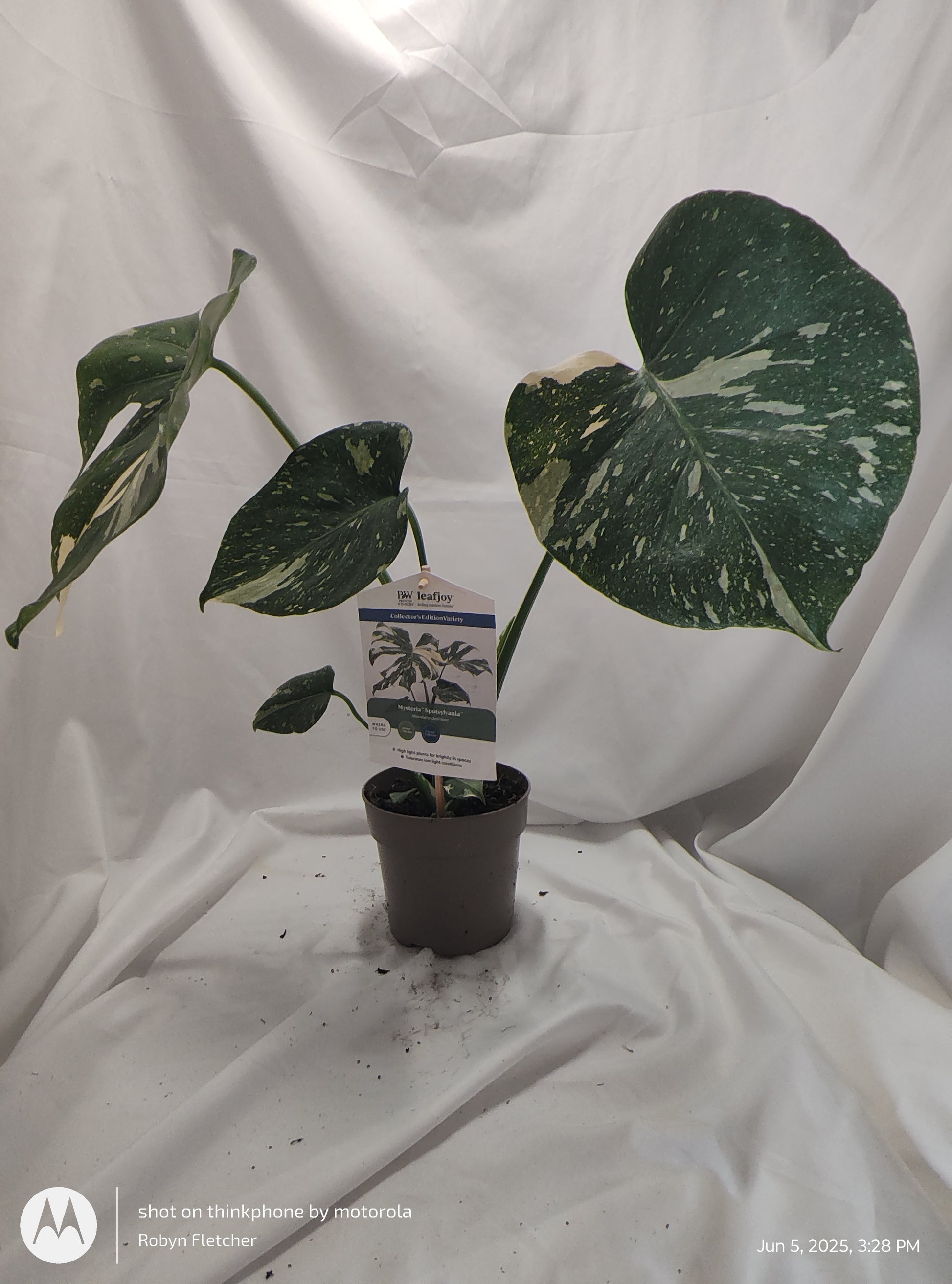 monstera spotsylvania MONSTERA SPOTSYLVANIA THAI CONSTELLATION™ PROVEN WINNER 12CM – Madison County Ace Garden Center