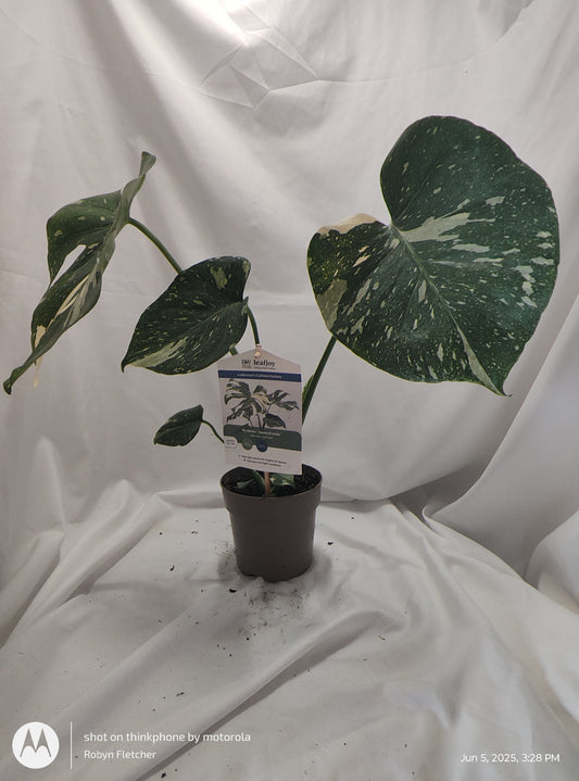 MONSTERA SPOTSYLVANIA THAI CONSTELLATION™  PROVEN WINNER 12CM