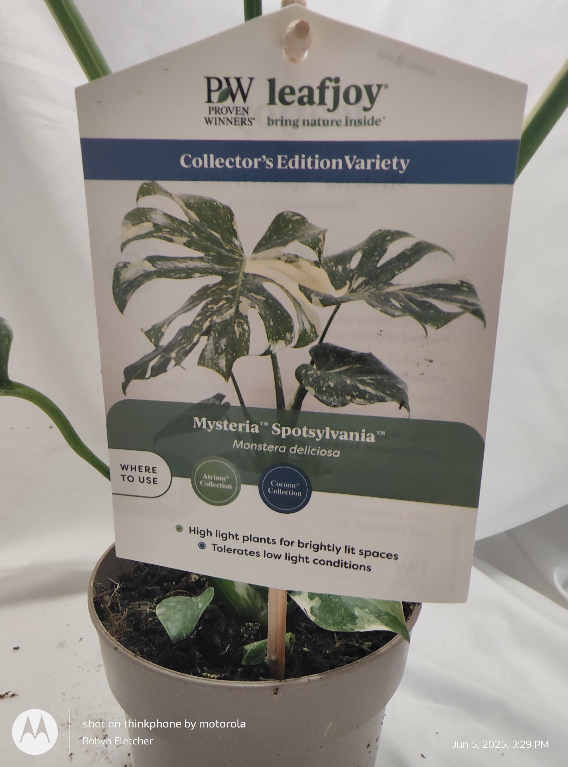 monstera talent nashville tn MONSTERA SPOTSYLVANIA THAI CONSTELLATION™ PROVEN WINNER 12CM – Madison County Ace Garden Center