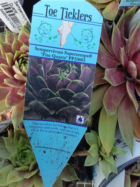 Sempervivum Supersemps® Fire Quartz pp33603