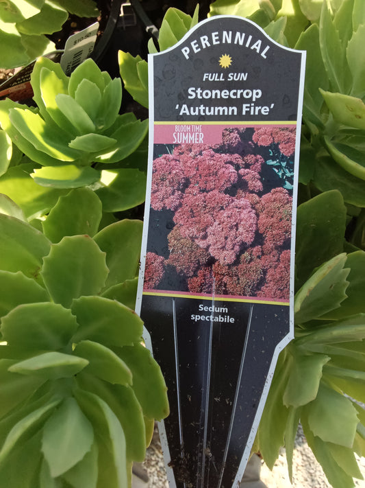Sedum Autumn Fire