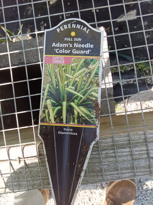Yucca Adam's Neddle Color Guard