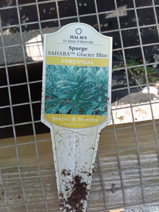 Euphorbia Sahara Glacier Blue