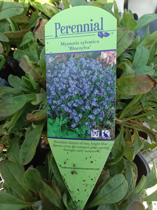 Myosotis sylvatica Bluesylva