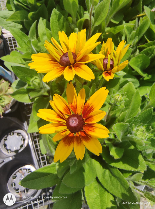 Rudbeckia MiniBecka Flame