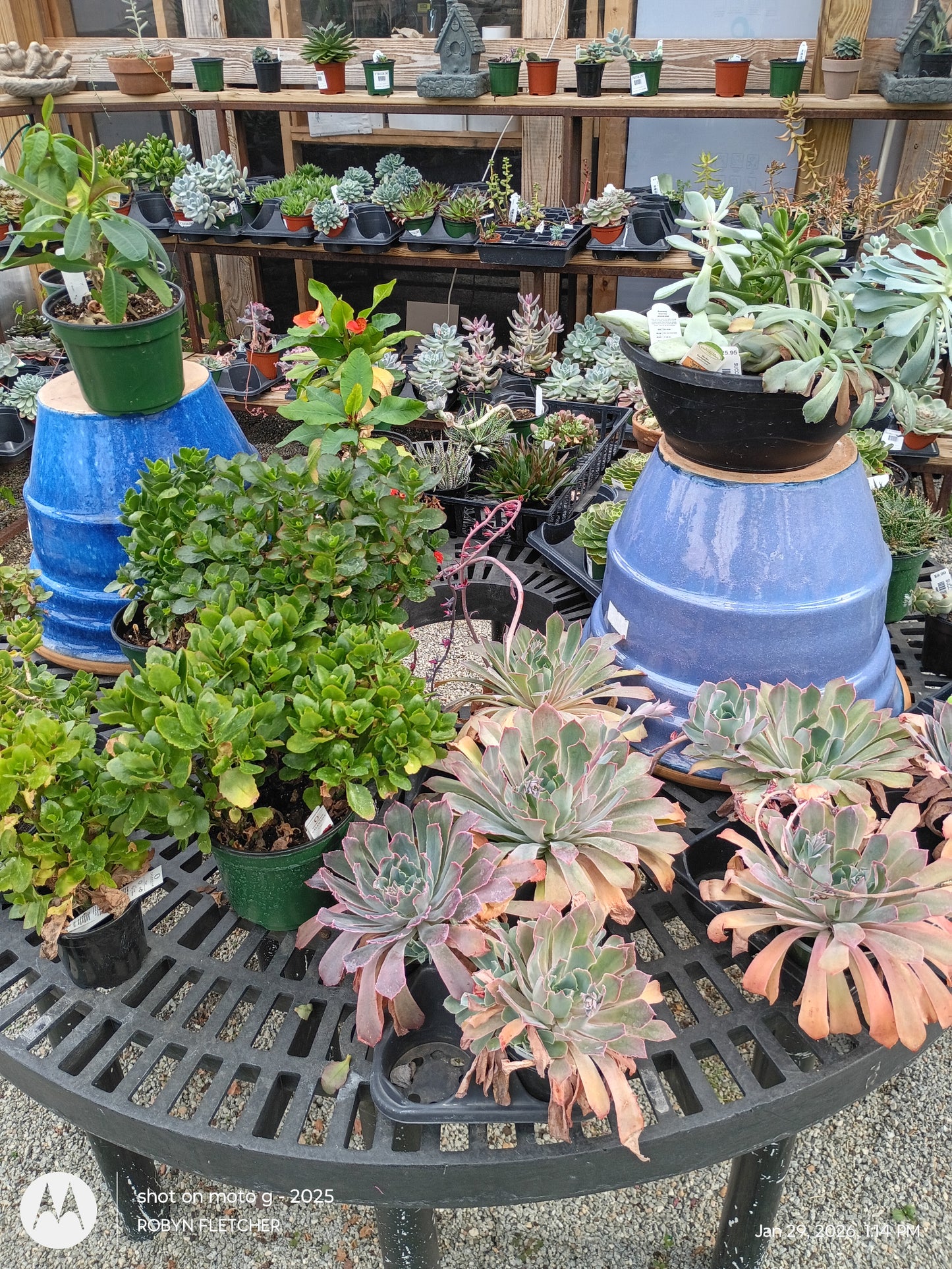 Assorted Succulents - Prices Vary