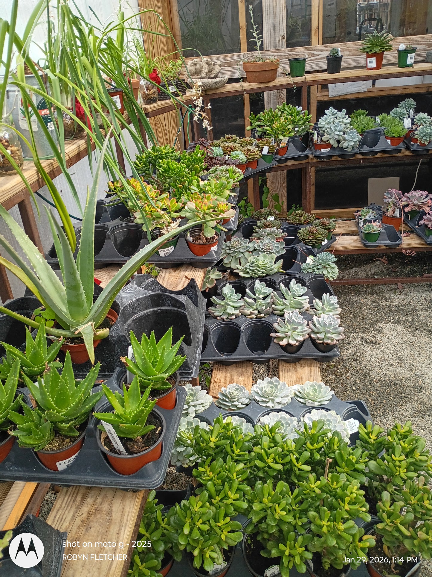 Assorted Succulents - Prices Vary
