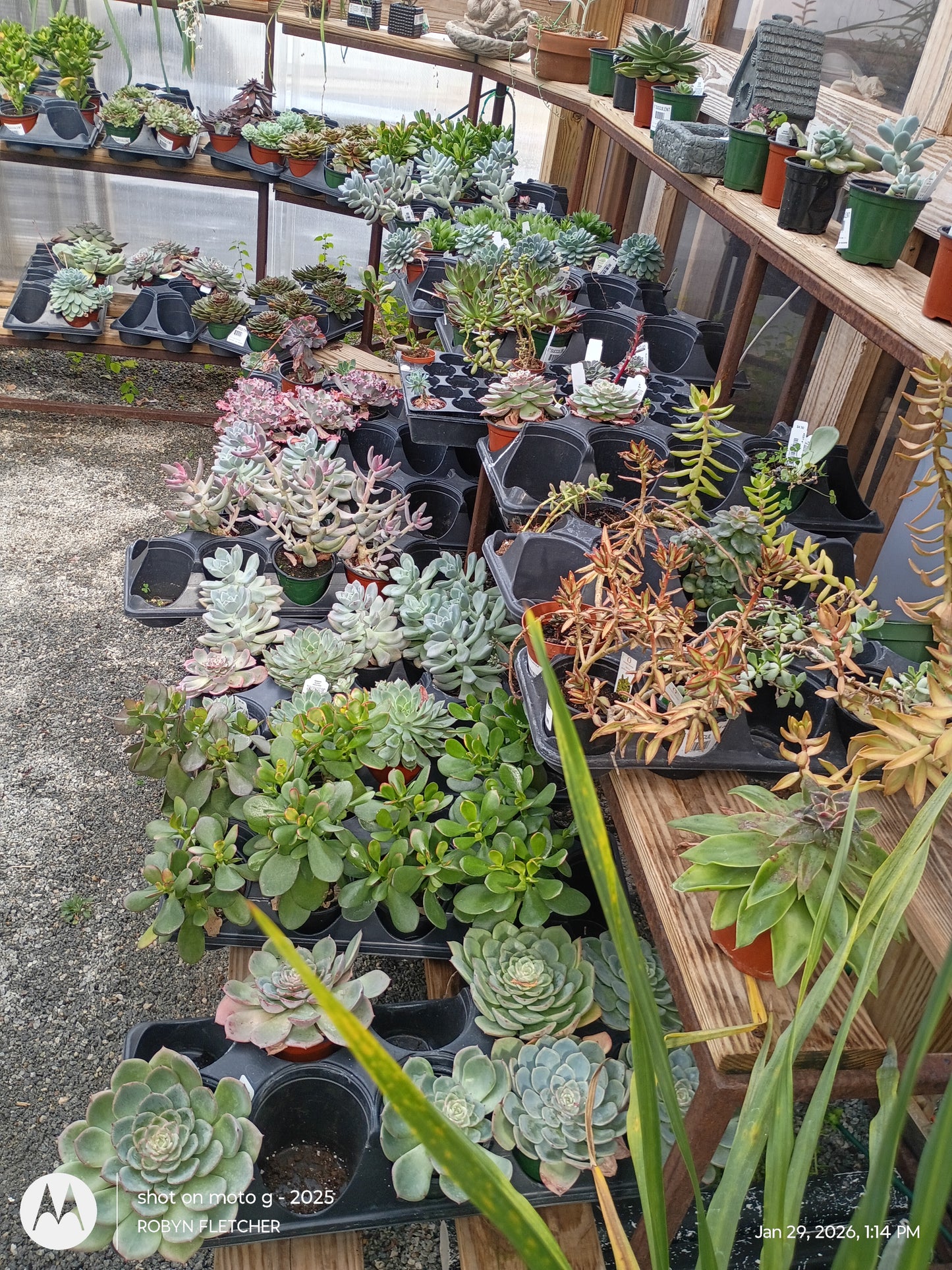 Assorted Succulents - Prices Vary