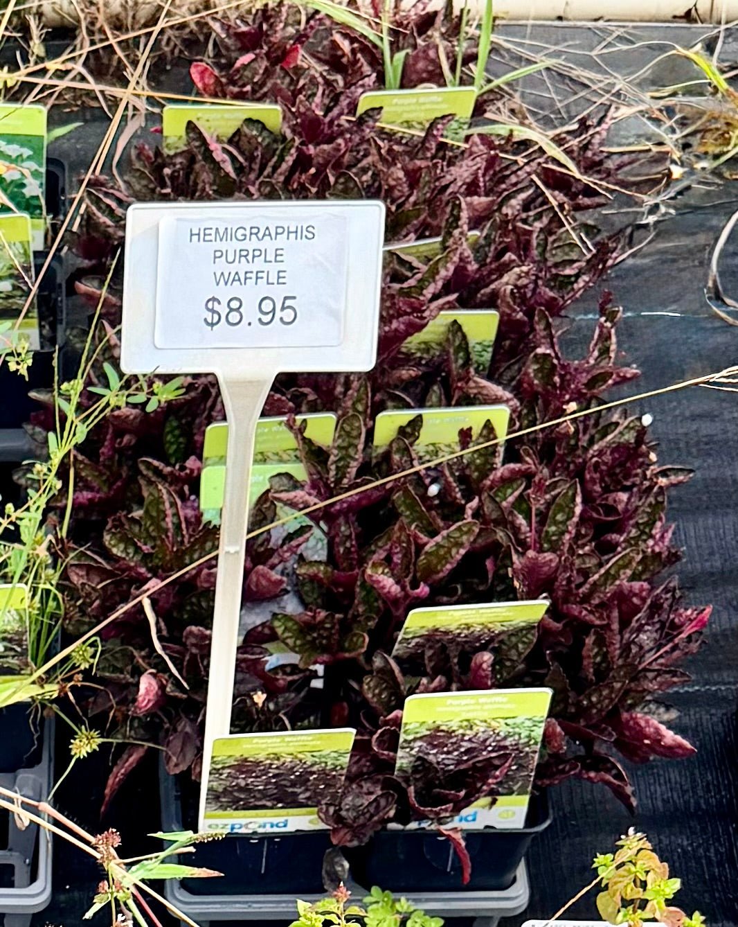 Hemigraphis Purple Waffle
