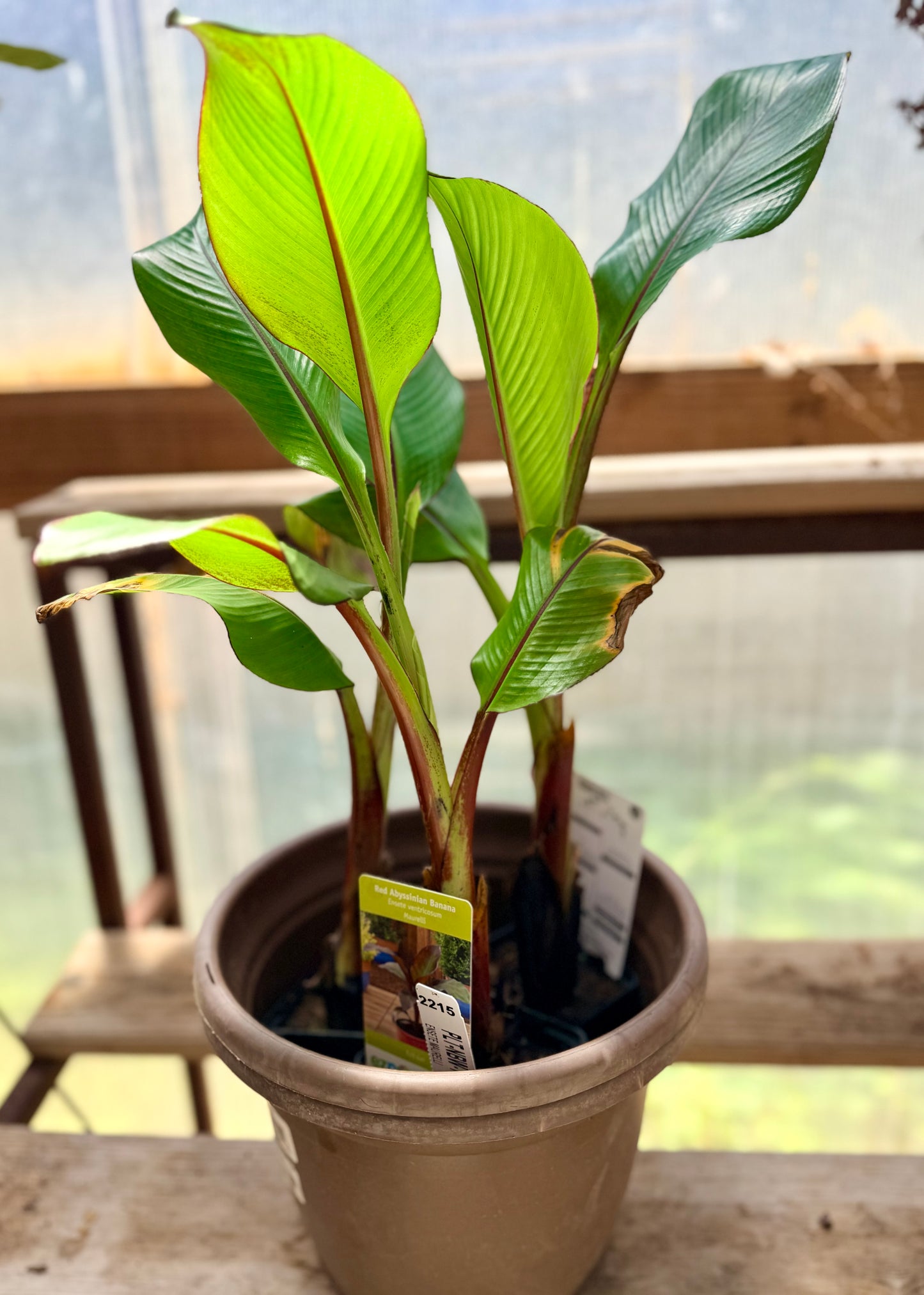 Ensete Maurelli Red Abyssinian Banana