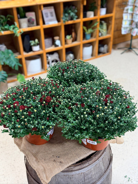 8" Fall Mums