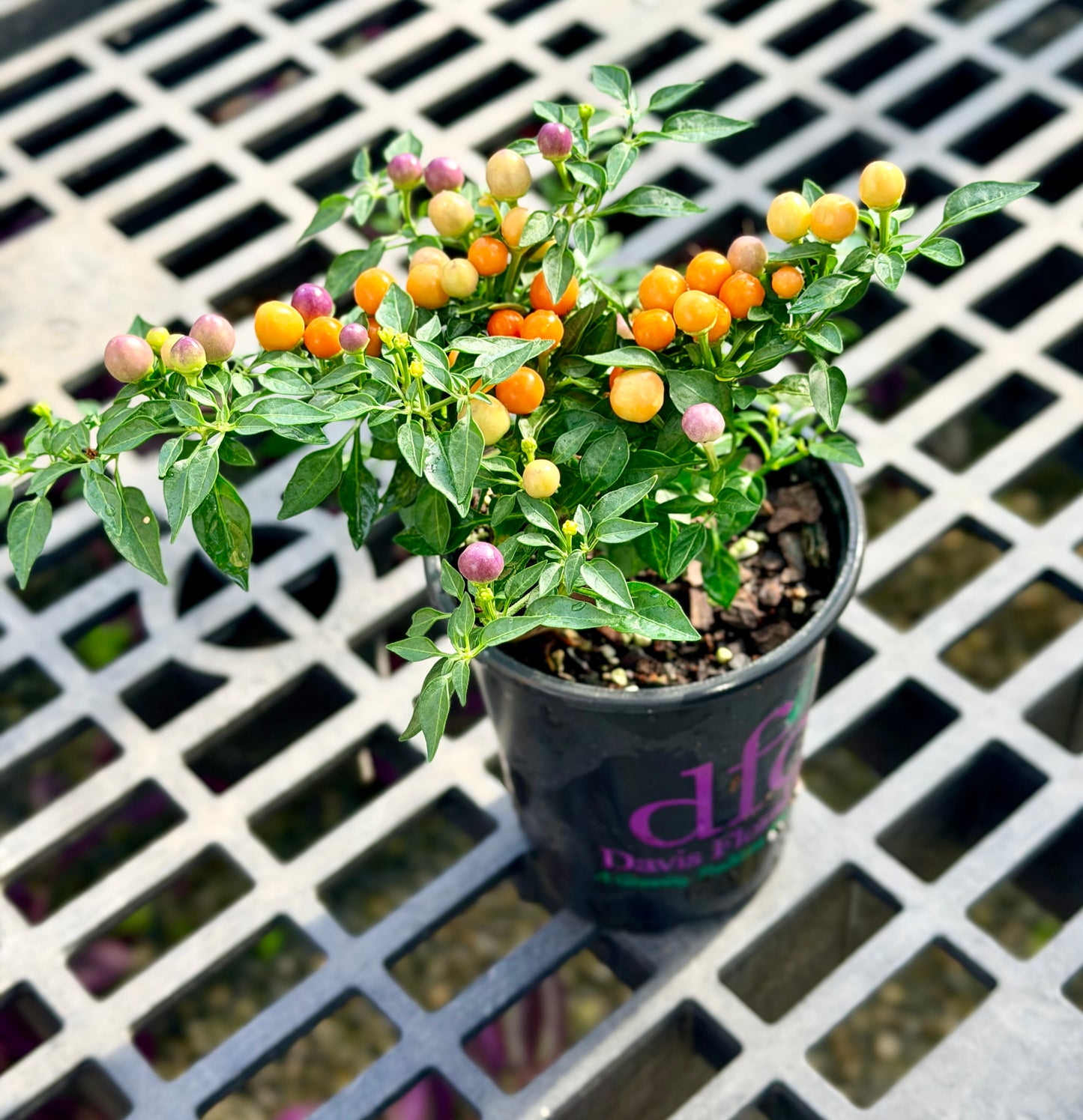 4.3" Ornamental Hot Pops Purple Peppers