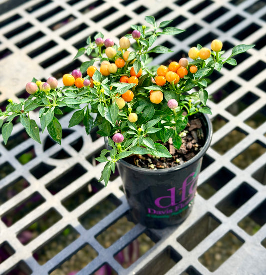 4.3" Ornamental Hot Pops Purple Peppers