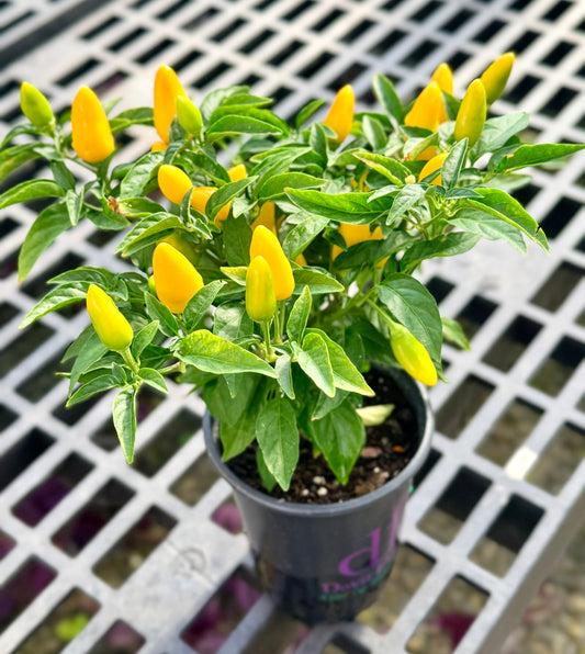 4.3" Fall Ornamental Premium Peppers