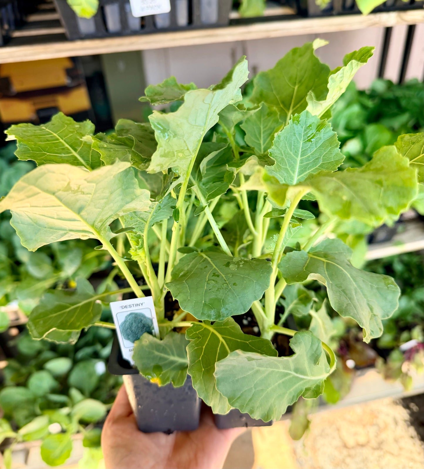 Destiny Broccoli- Vegetable Plant