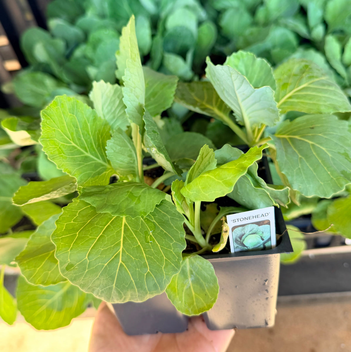 Stone Head Cabbage