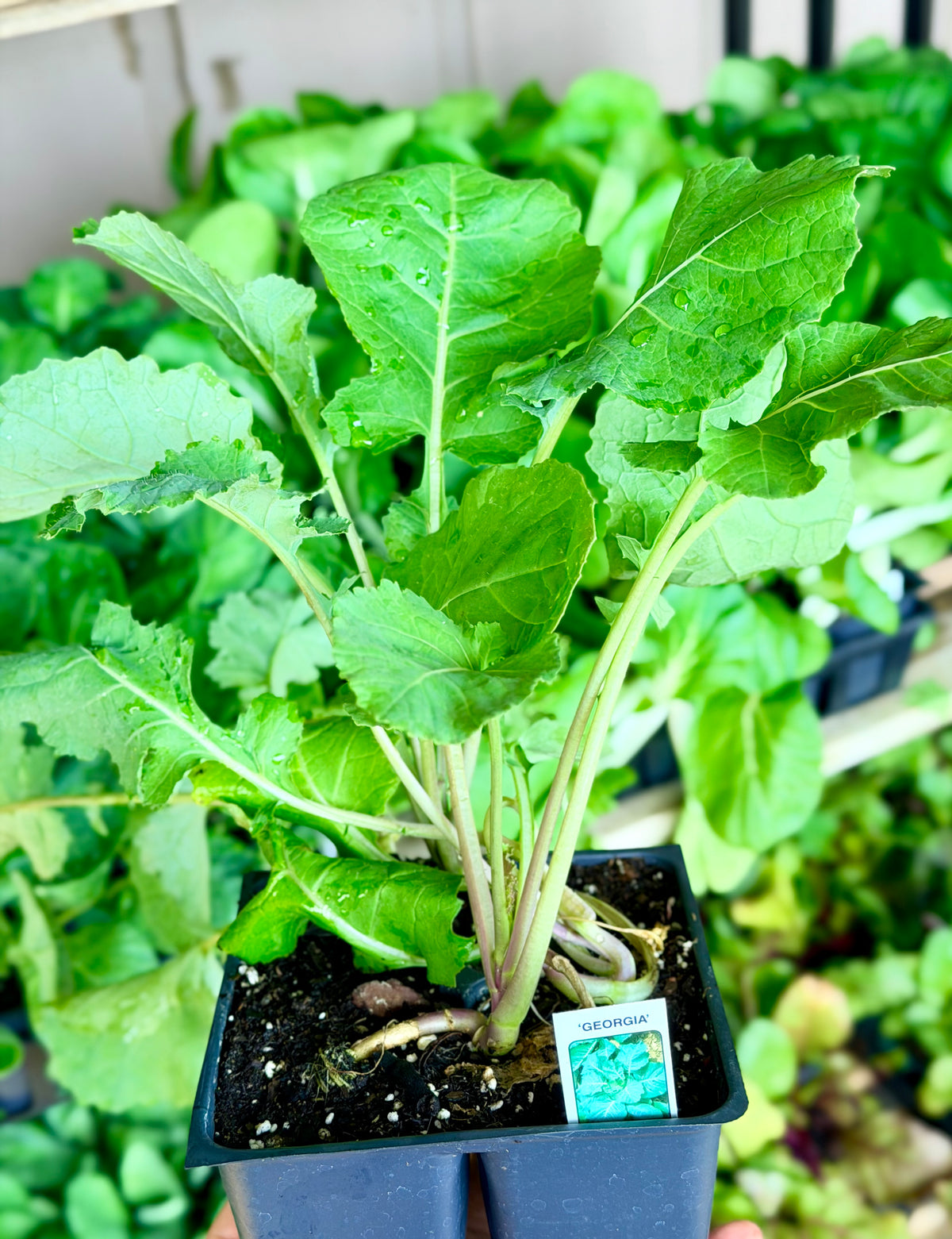Georgia Cabbage