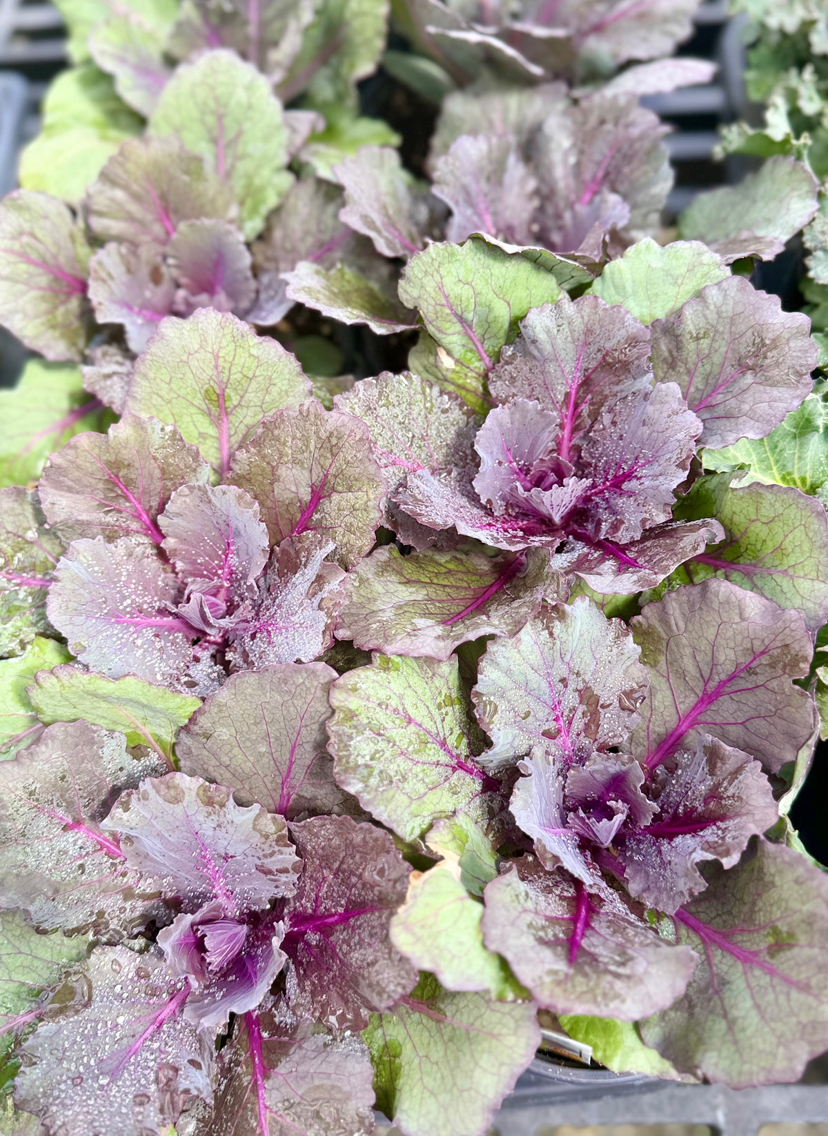 4.3" Ornamental Kale/Cabbage