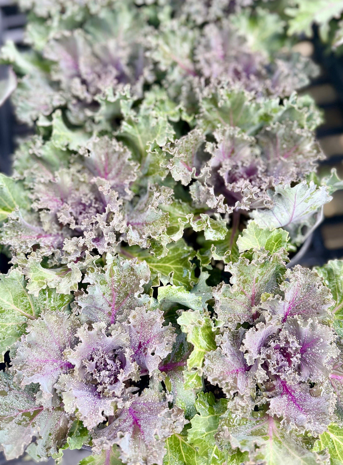 4.3" Ornamental Kale/Cabbage