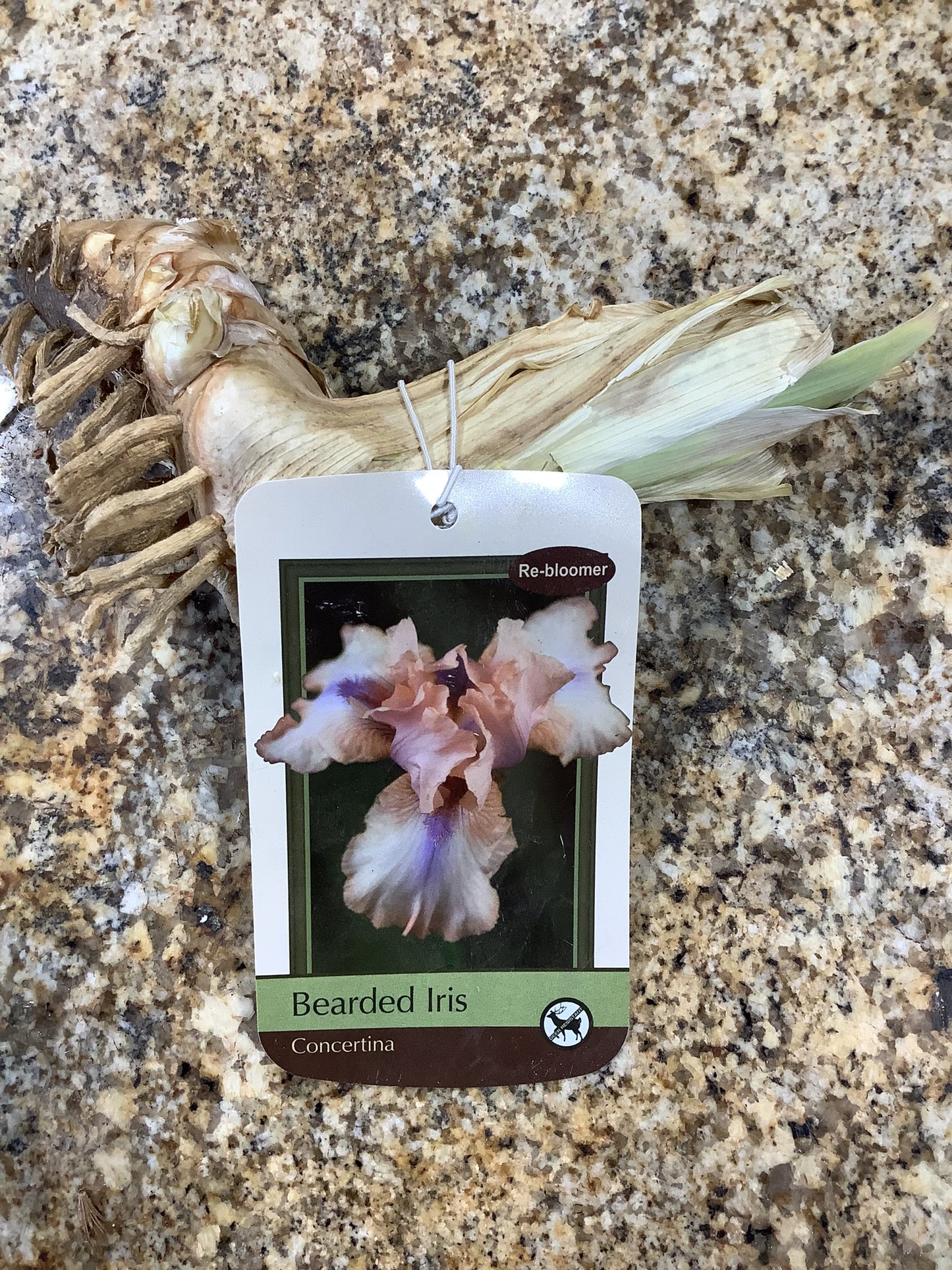 IRIS GERMANICA CONCERTINA