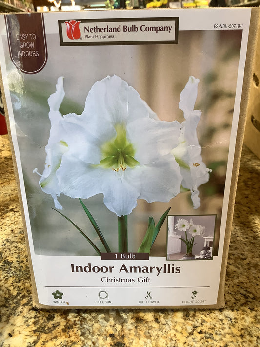 Indoor Amaryllis Christmas Gift