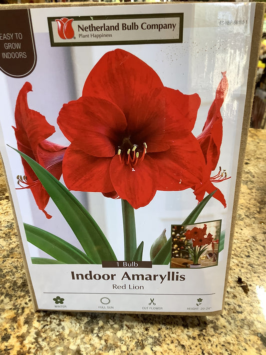 Indoor Amaryllis Red Lion Large