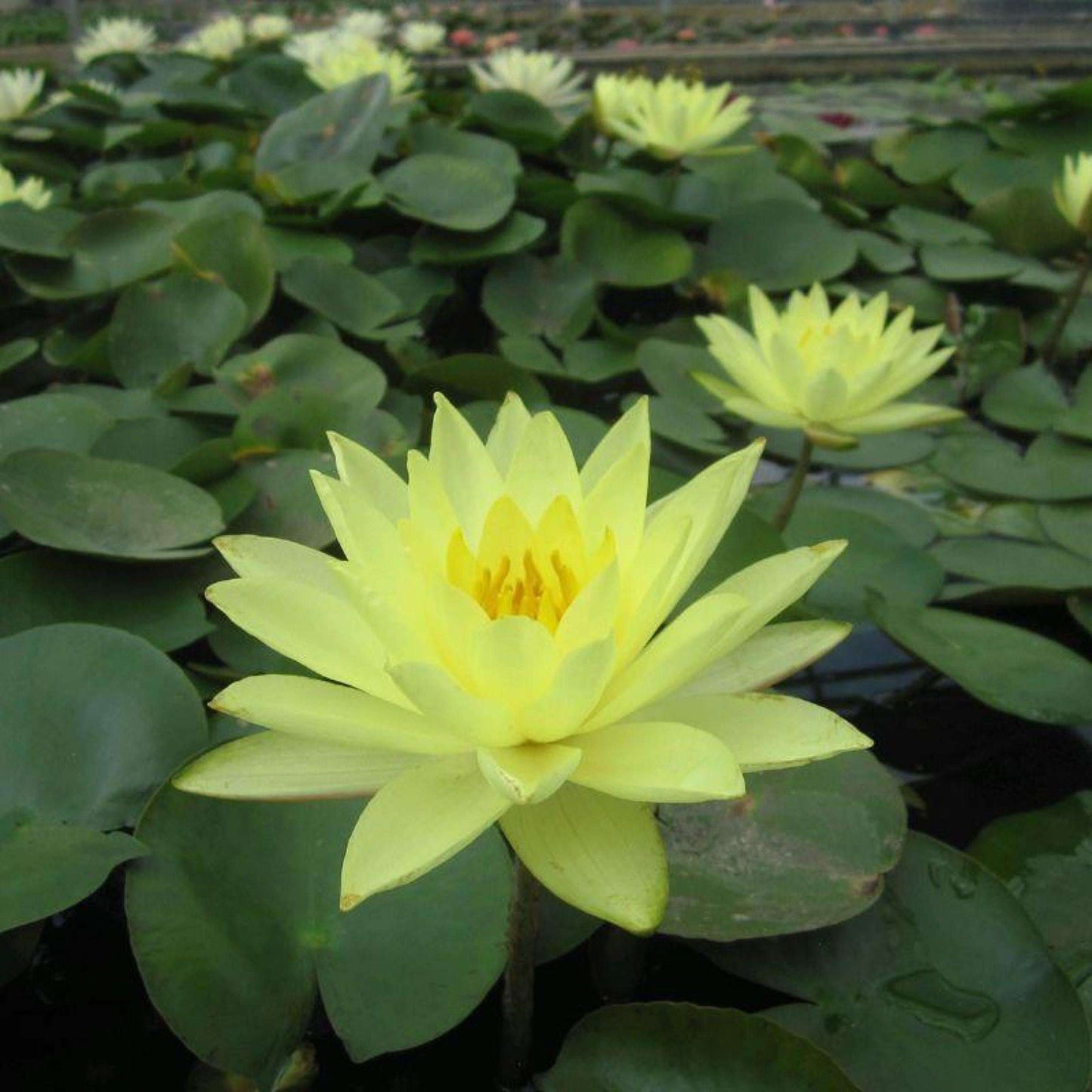 Waterlily- Joey Tomocik