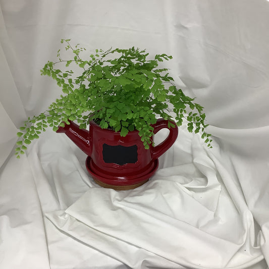 Maidenhair fern 4"